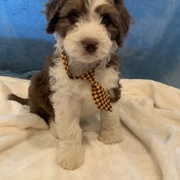 Aussiedoodle Puppies from Crystal Ridge Doodles