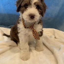 Aussiedoodle Puppies from Crystal Ridge Doodles