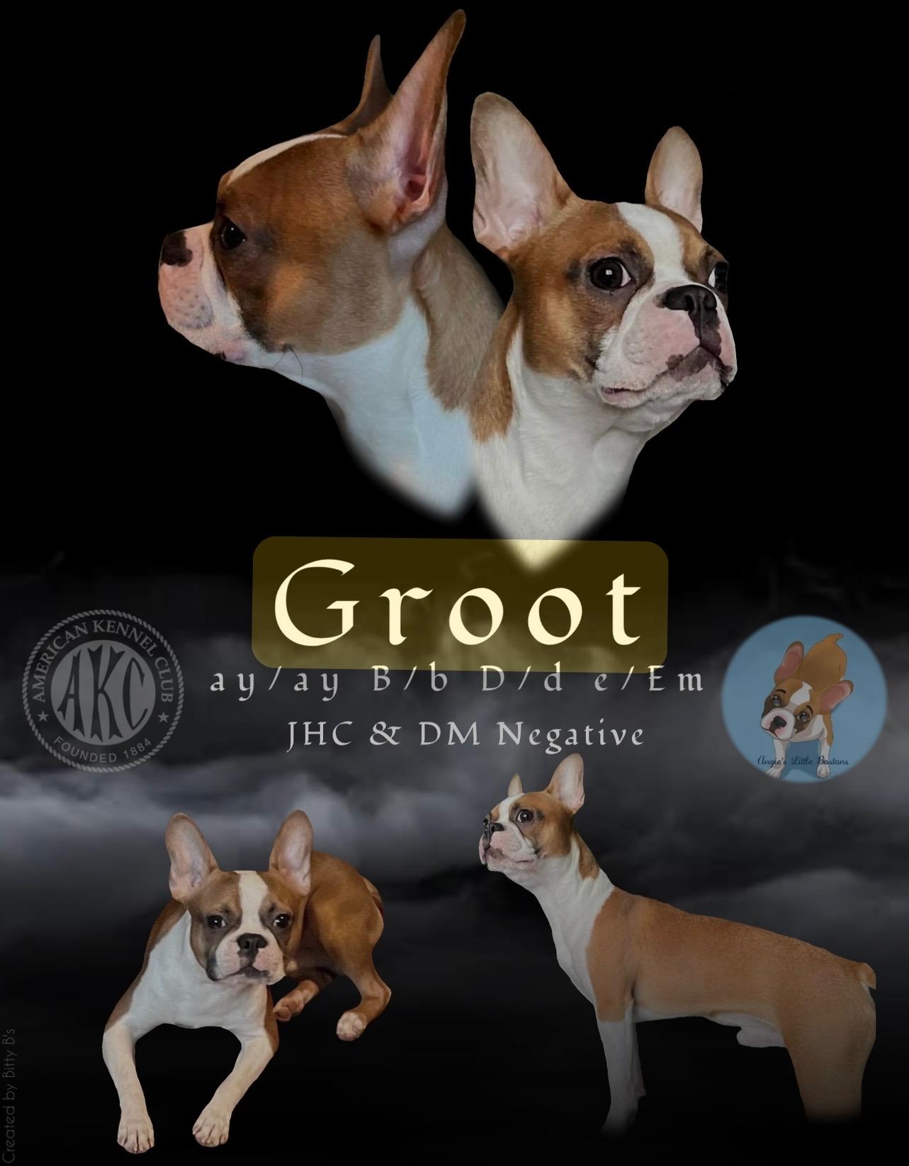 Groot