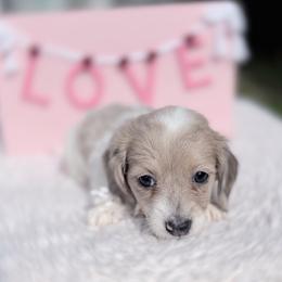 Lucy - Piebald female Dachshund puppy in Richmond, Virginia from Irresistible Dachshunds & Cavaliers
