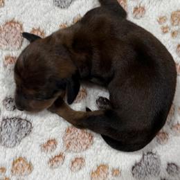 Belle - Dapple female Dachshund puppy in Martinsville, Indiana from Witchy Woman’s Wiener’s