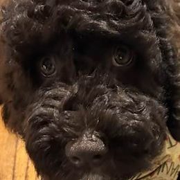 Boy 3 - Goldendoodle puppy from Sandy’s Goldendoodles