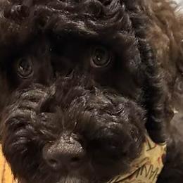 Boy 3 - Goldendoodle puppy from Sandy’s Goldendoodles