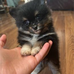 Pringle - Tri-colored male Pomeranian puppy in Clinton, Tennessee from Liza’s Aussies & Poms