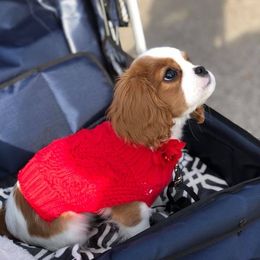 Cavalier King Charles Spaniel Puppies from Teresa Silva
