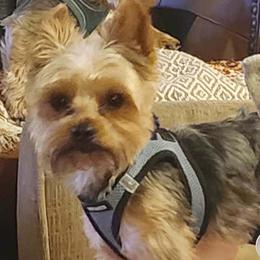 Lady - Yorkshire Terrier