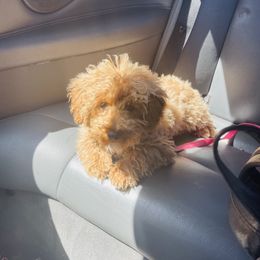 Poodle Puppies from Mystic Mini Poodles