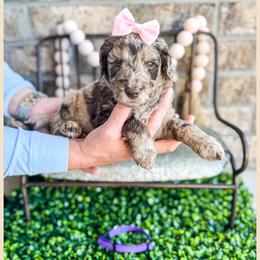 Pucker - Merle Goldendoodle puppy in Lake City, Florida from 224 Doodles and Poodles
