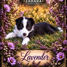 Lavender - Black and white female Border Collie puppy in Opelousas, Louisiana from Zahara Border Collies