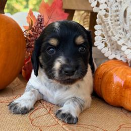 Sir Loin 2800 - Piebald male Dachshund puppy in Hendersonville, North Carolina from Snarky Doxy Miniature Dachshunds