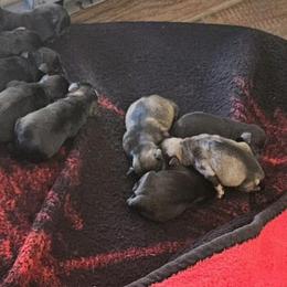 Female 2 - Salt and pepper female Miniature Schnauzer puppy in Chino, California from So Cal Schnauzer