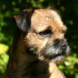 Border Terriers from Gusto Border Terriers
