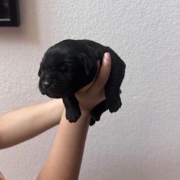 Boy 7 - Black male Cane Corso puppy in Princeton, Texas from Guardians of Arcadia Cane Corso