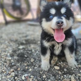 Wolverine - Black and white male Pomsky puppy in Franklinton, Louisiana from VooDoux Farms