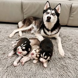 Maltese and Siberian Husky Puppies from Nyx’s Pack