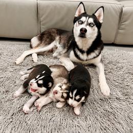 Maltese and Siberian Husky Puppies from Nyx’s Pack
