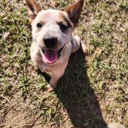 Girl 1 - Red speckled female Australian Cattle Dog puppy in Bradford, Arkansas from Cedar Rock Heelers and Kelpies