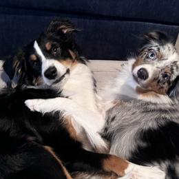 Miniature Australian Shepherds from Spruce It Up