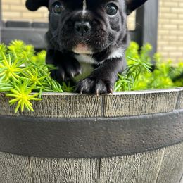 Brindle girl - French Bulldog puppy from Cedar Boxers and French bulldogs