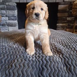 Green Boy - Golden male Golden Retriever puppy in Howell, Michigan from Robbin's Treasures