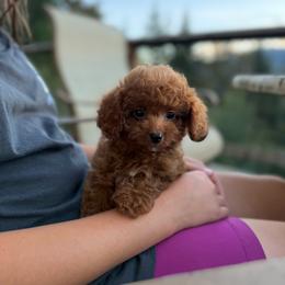 Milkshake - Red female Cavapoo puppy in Deming, Washington from Heavenly Puppies to Love