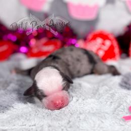 Valentina - Blue merle female Toy Australian Shepherd puppy in Liberty Hill, Texas from Pistol Paws Aussies