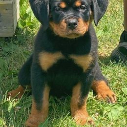 Rottweiler Puppies from Vom Jager Haus Rottweilers