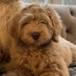Australian Labradoodles from Storybook Labradoodles
