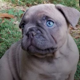 French Bulldogs from Wish Upon A Star Farm