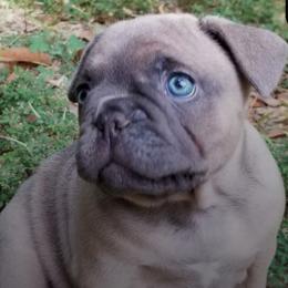 French Bulldogs from Wish Upon A Star Farm