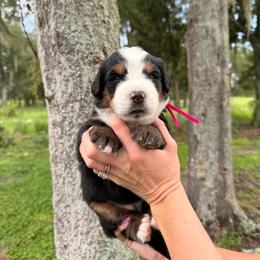 Karen Beverly - Tri-color female Bernese Mountain Dog puppy in Fort Meade, Florida from Baldwin Dood Ranch