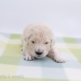 Cinderella - Light golden female Golden Retriever puppy in Lakewood, California from Cloud Nine Kennel