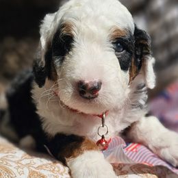 Zen Red Collar - Tri-color male Bernedoodle puppy in Bonham, Texas from Happy Valley Puppies