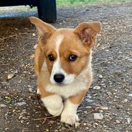 Storm - Sable and white female American Corgi puppy in Preston, Idaho from KC Bar Ranch Aussies