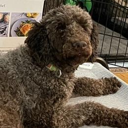 Poodles from Frolicking Poodles