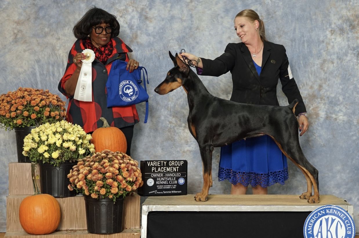 Coruscate Dobermans in Doberman Pinscher puppies Good Dog