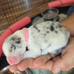 Girl 4 - Atypical merle female Border Collie puppy in Bradley, South Carolina from DiCola Farm