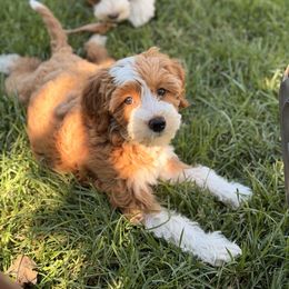 Sage - Goldendoodle