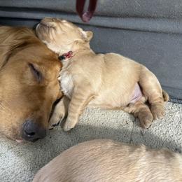 Boy 4 - Golden male Golden Retriever puppy in Yelm, Washington from Bit O'Heaven Farm
