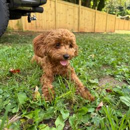 Winnie - Cavapoo