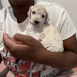 Poodle Puppies from Tyler Family Poodles
