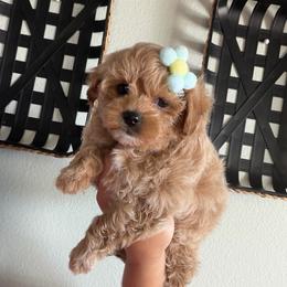 Lady Shasta - Apricot female Maltipoo puppy in Southern,, California from Maltipoo Tiny Pups & More