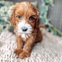 Green Collar - Lady Eloise - Caramel female Australian Labradoodle puppy in Decatur, Alabama from Southern Meadows Doodles