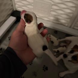 Boy 1 - Tri-color male Jack Russell Terrier puppy in Lehigh Acres, Florida from Clawson and Sons Farm