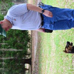 Berger Blanc Suisse and German Shepherd Puppies from Vom Hundhaus  Shepherds