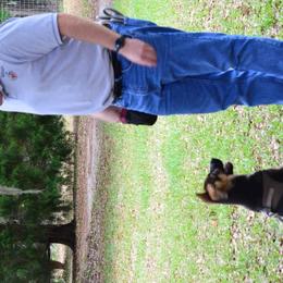Berger Blanc Suisse and German Shepherd Puppies from Vom Hundhaus  Shepherds