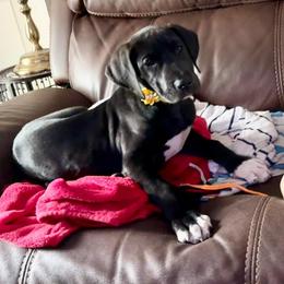 Great Dane Puppies from Florida Danes