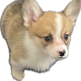 Betsy - Sable female Pembroke Welsh Corgi puppy in Hueytown, Alabama from AAA Corgis