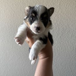 GEORGE- fluffy black tri mismark male - Black and tan male Pembroke Welsh Corgi puppy in Red Bluff, California from Wilder Ranch Corgis
