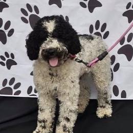 Jada - Goldendoodle